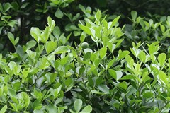 Pleiospermium alatum